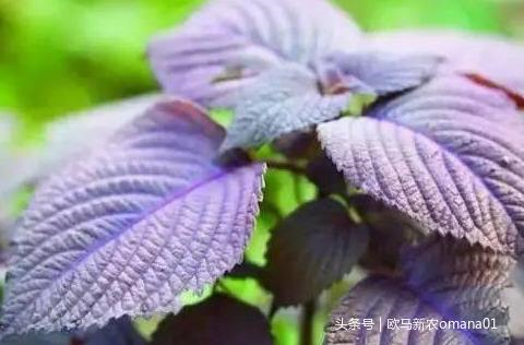 香精与香料(7)