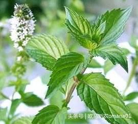 香精与香料(7)