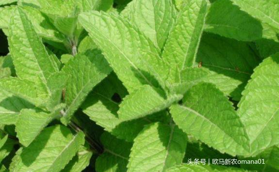 香精与香料(7)