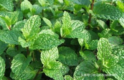 香精与香料(7)