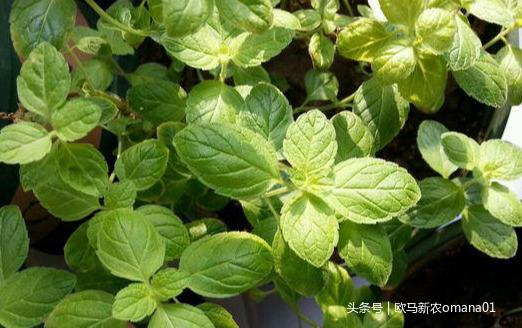 香精与香料(7)