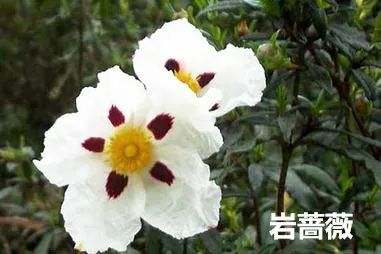 香精与香料(12)-琥珀香,动物香,辛香,豆香(包括粉香)