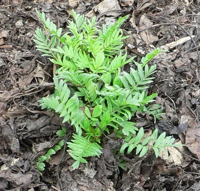 香精与香料(44)—缬草醛与缬草(又名甘松)
