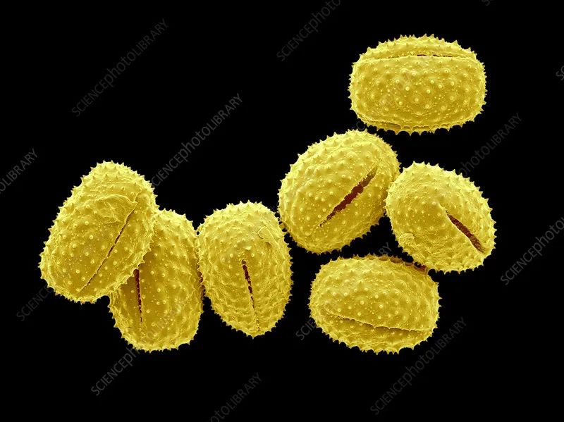 香精与香料(44)—缬草醛与缬草(又名甘松)