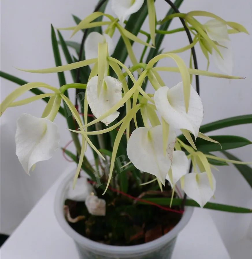 香精与香料(73)—兰花香