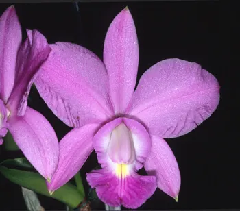 香精与香料(73)—兰花香