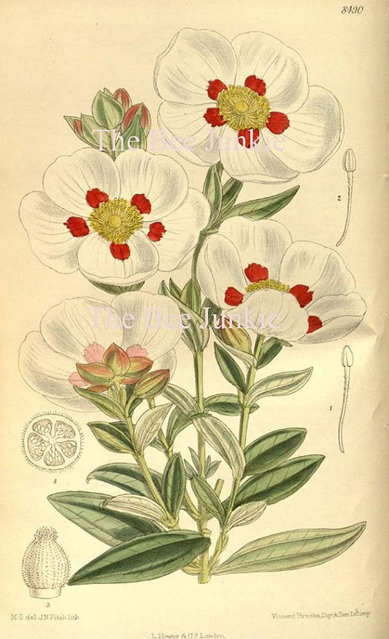 香精与香料(79)—赖百当(Labdanum Oil)