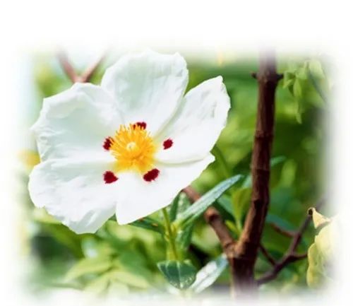香精与香料(79)—赖百当(Labdanum Oil)