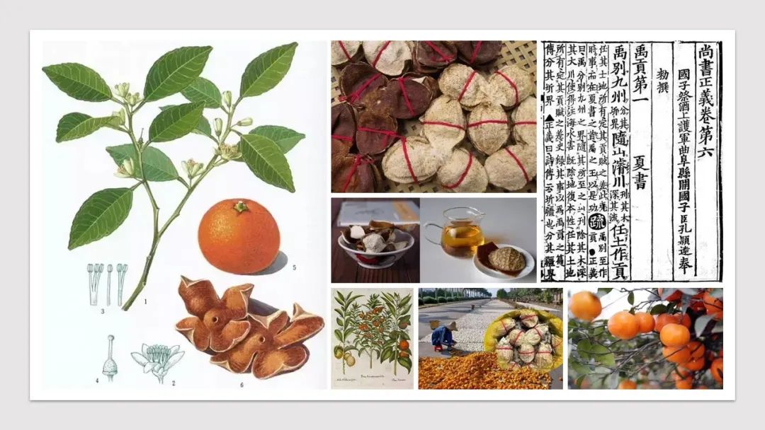香精与香料(89)—陈皮