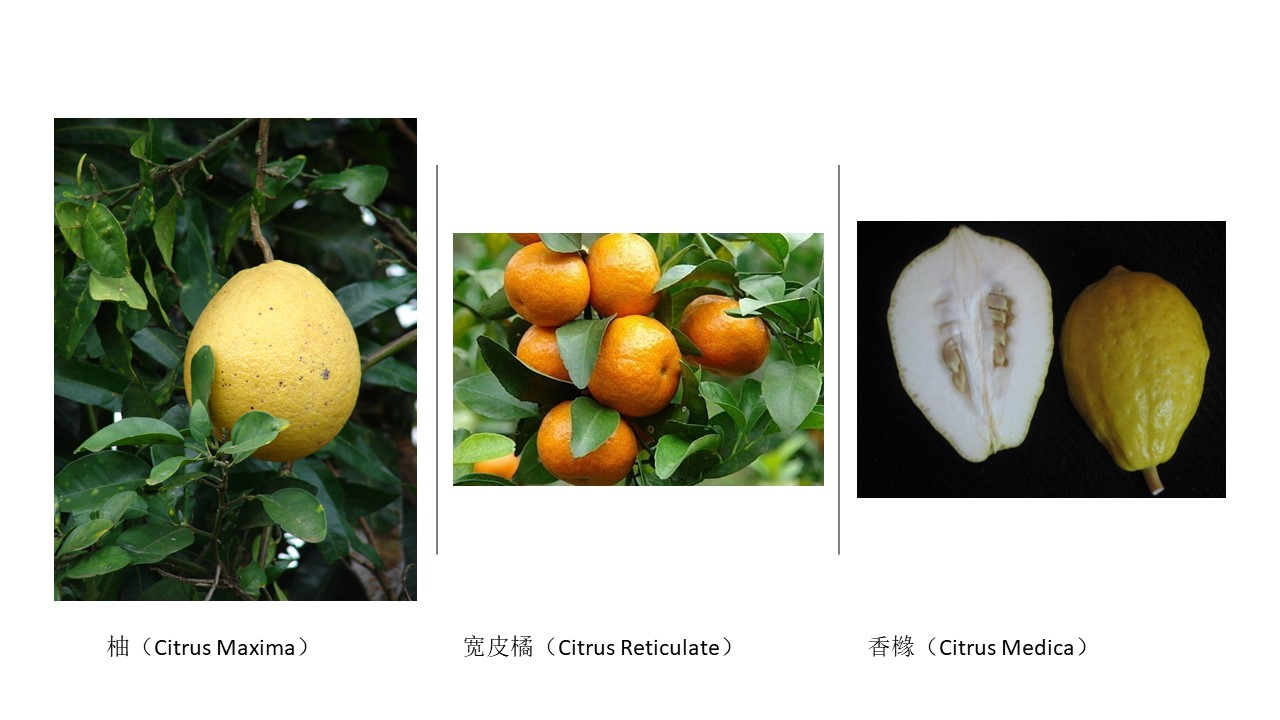 香精与香料(91)—香橼