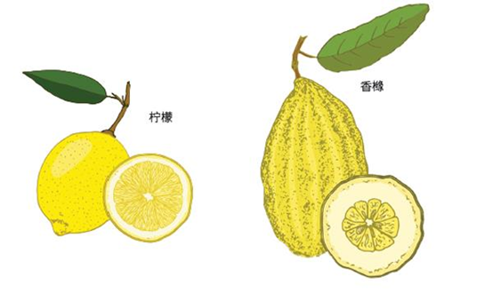 香精与香料(91)—香橼