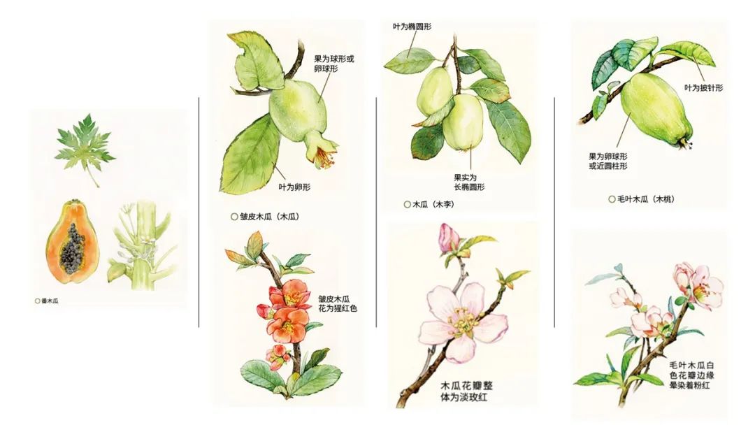 香精与香料(92)—榠楂