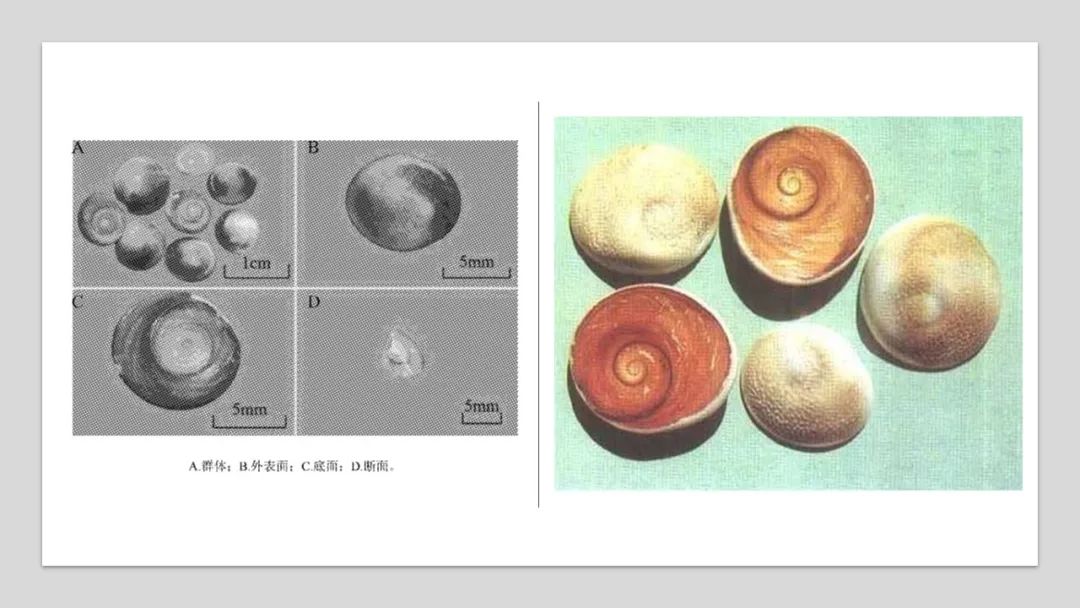 香精与香料(93)—甲香