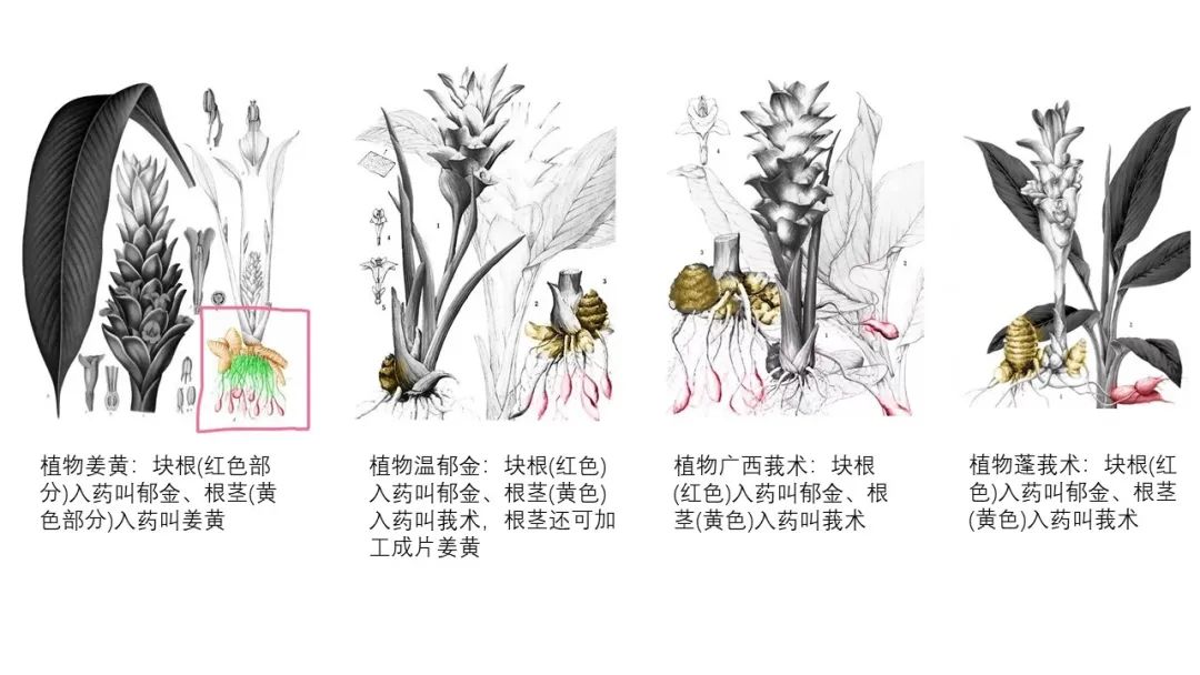 香精与香料(97)—郁金