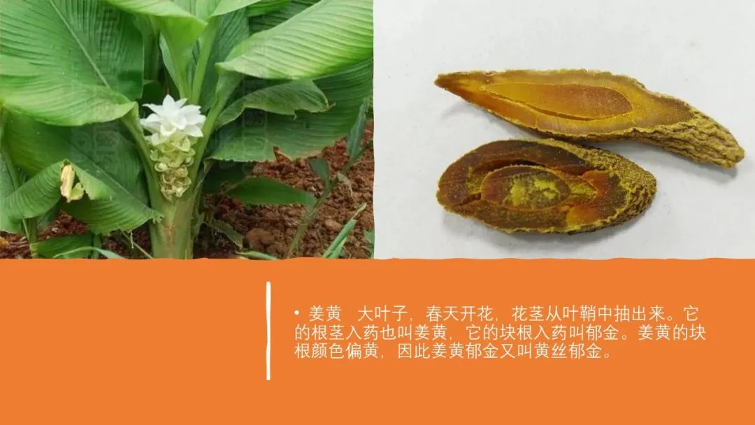香精与香料(97)—郁金