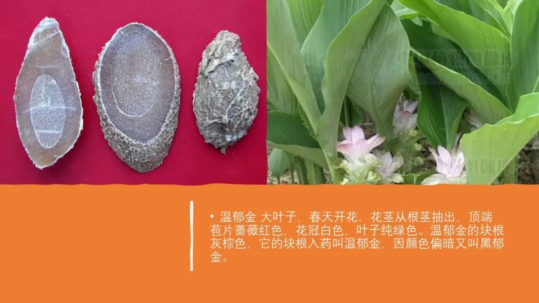 香精与香料(97)—郁金