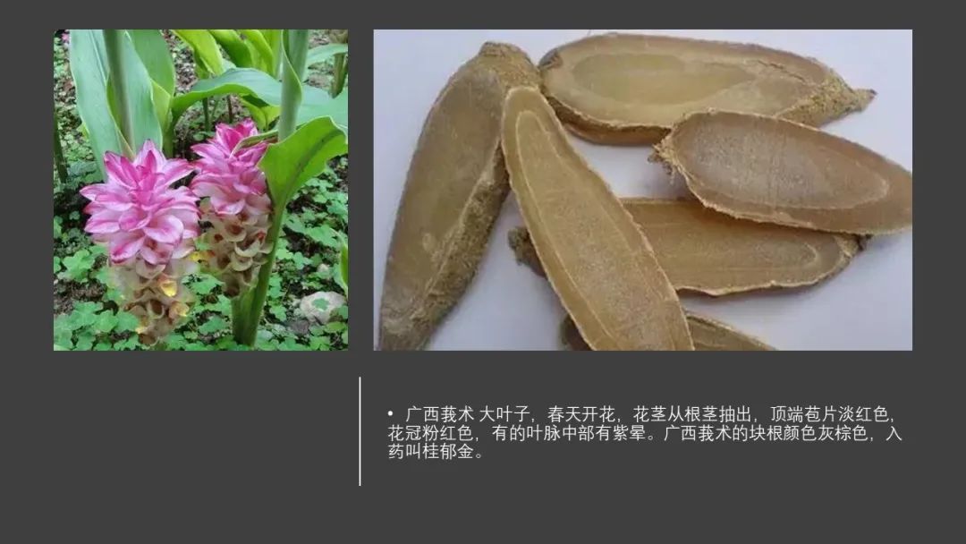 香精与香料(97)—郁金