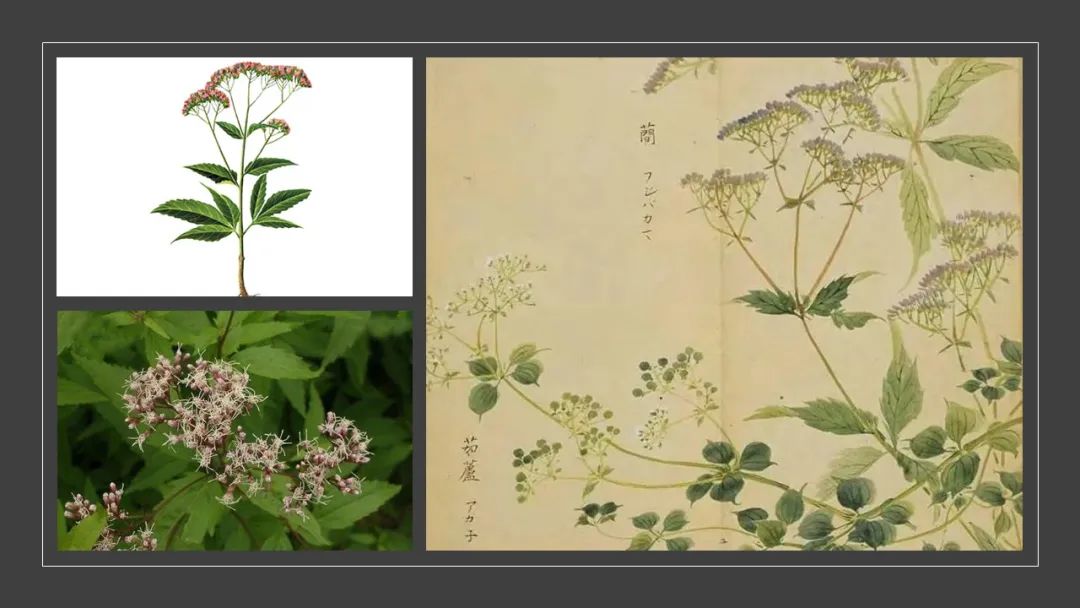 香精与香料(99)—佩兰(Eupatorium fortunei )