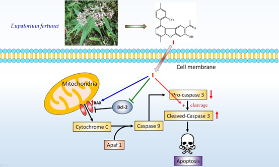 香精与香料(99)—佩兰(Eupatorium fortunei )