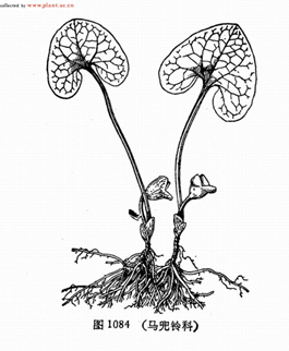 香精与香料(101)—蘅薇