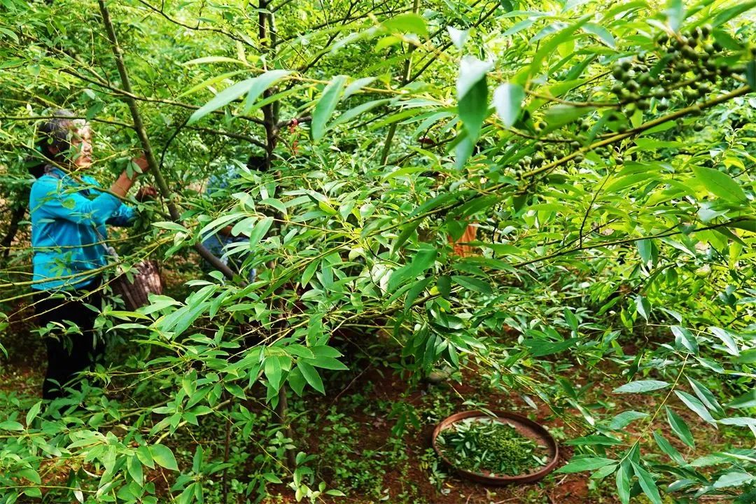 广西香料香精：谋篇布局创“双千”