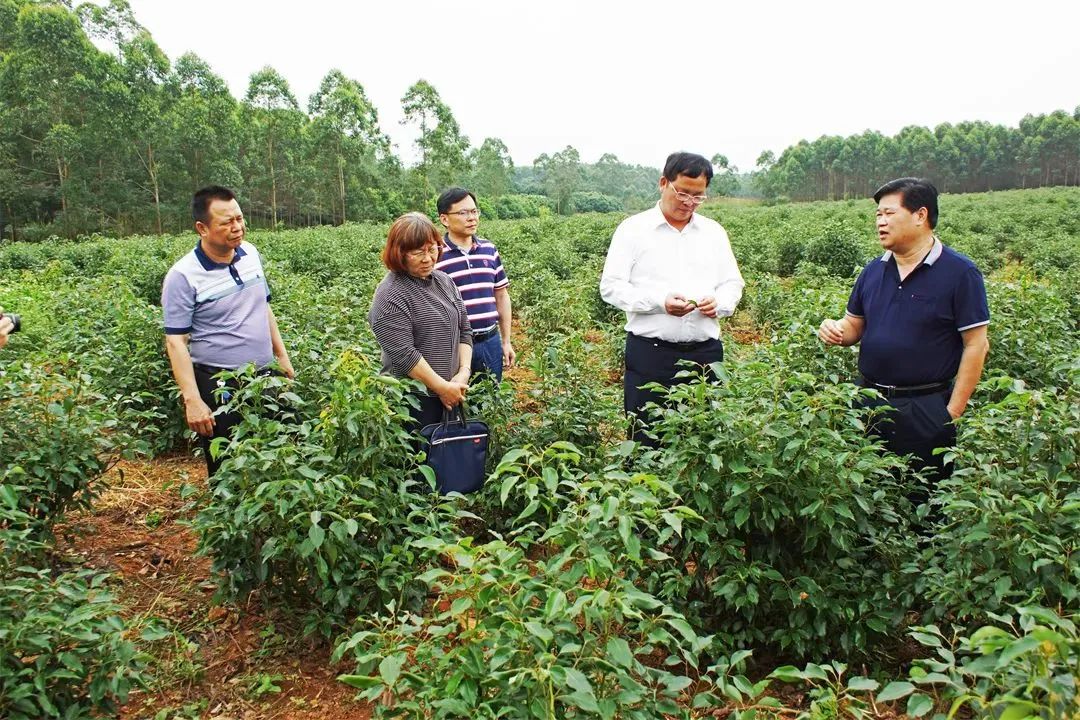 广西香料香精：谋篇布局创“双千”