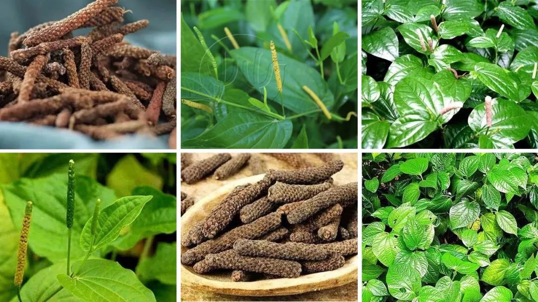 香精与香料(102)-荜茇