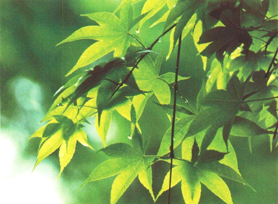 香精与香料(107)—詹糖香