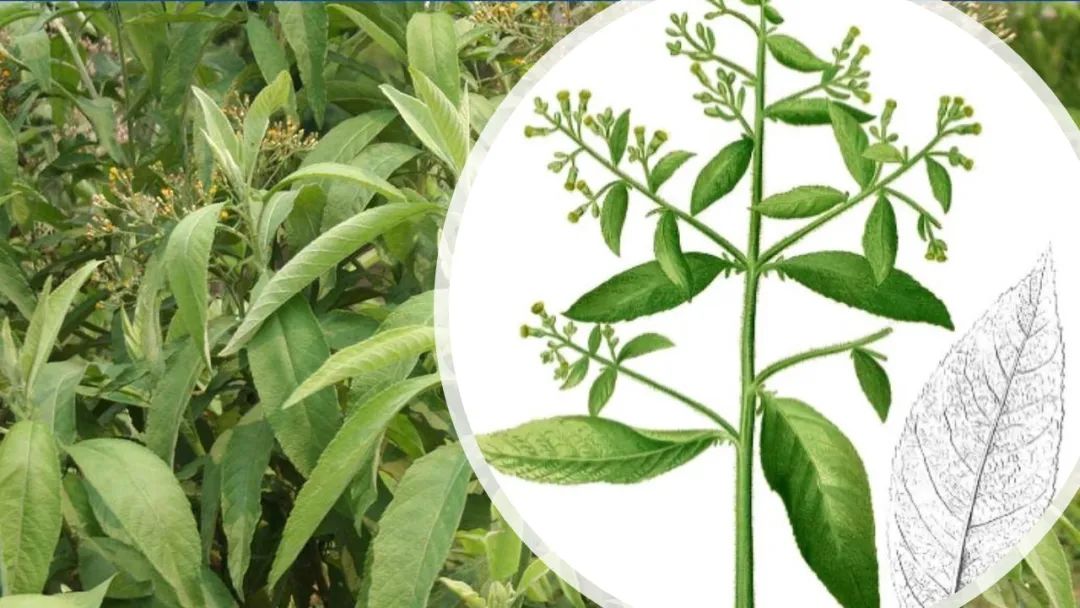 香精与香料(108)—艾纳香