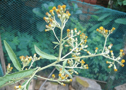 香精与香料(108)—艾纳香