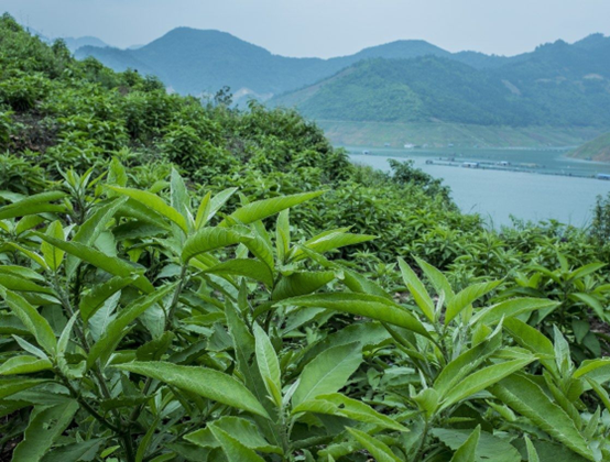香精与香料(108)—艾纳香