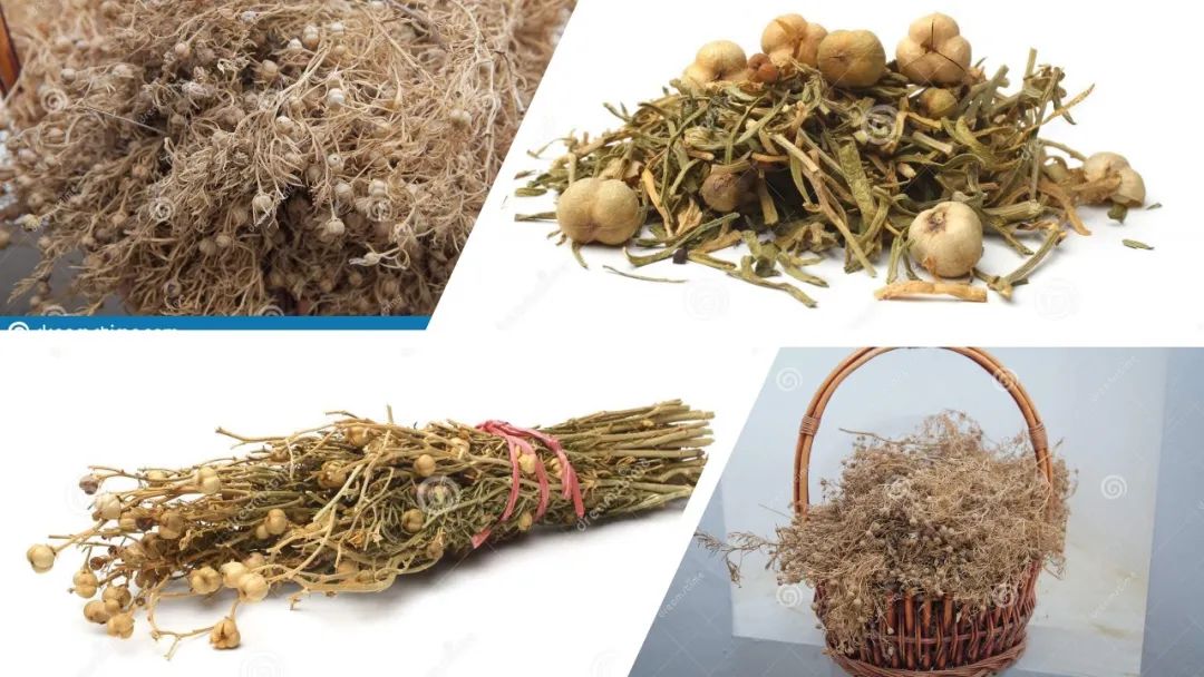 香精与香料(109)—骆驼蓬