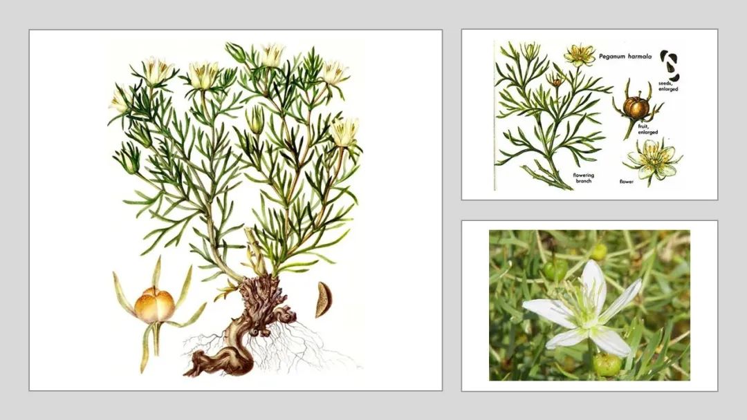 香精与香料(109)—骆驼蓬