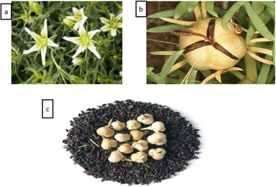 香精与香料(109)—骆驼蓬