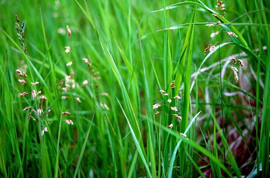 香精与香料(110)—茅香