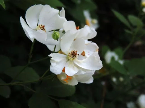 香精与香料(116)—荼蘼香