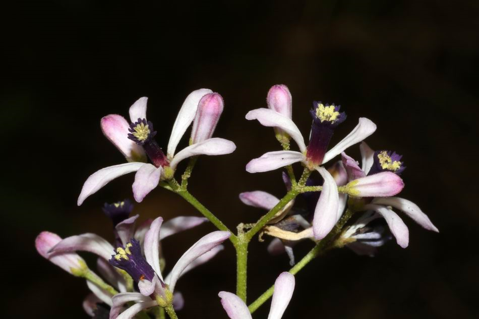 香精与香料(117)—苦楝花