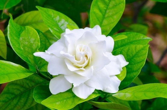 香精与香料—栀子花