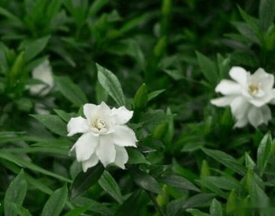 香精与香料—栀子花