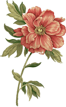 香精与香料(119)—芍药