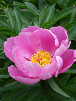 香精与香料(119)—芍药