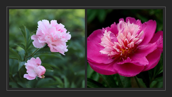 香精与香料(119)—芍药