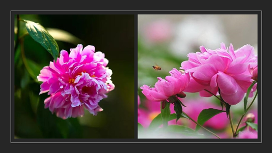 香精与香料(119)—芍药