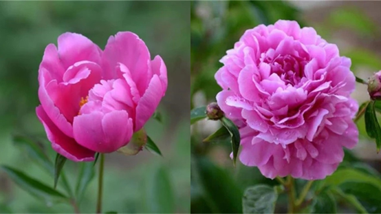 香精与香料(119)—芍药
