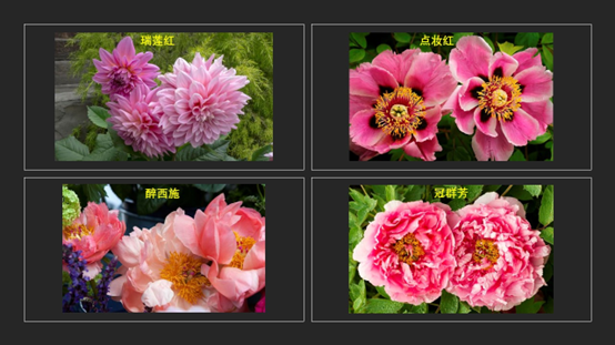 香精与香料(119)—芍药