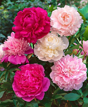 香精与香料(119)—芍药