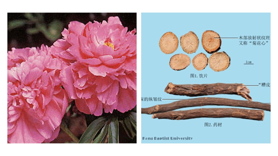 香精与香料(119)—芍药