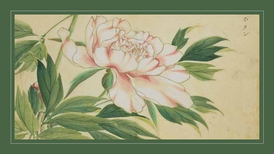 香精与香料(119)—芍药