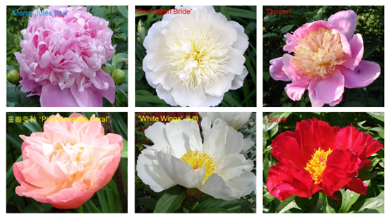 香精与香料(119)—芍药