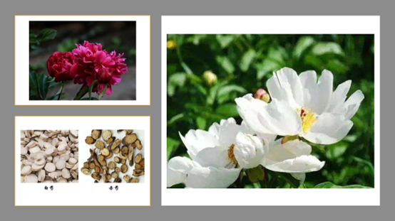 香精与香料(119)—芍药